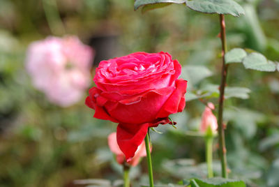 Close-up of red rose