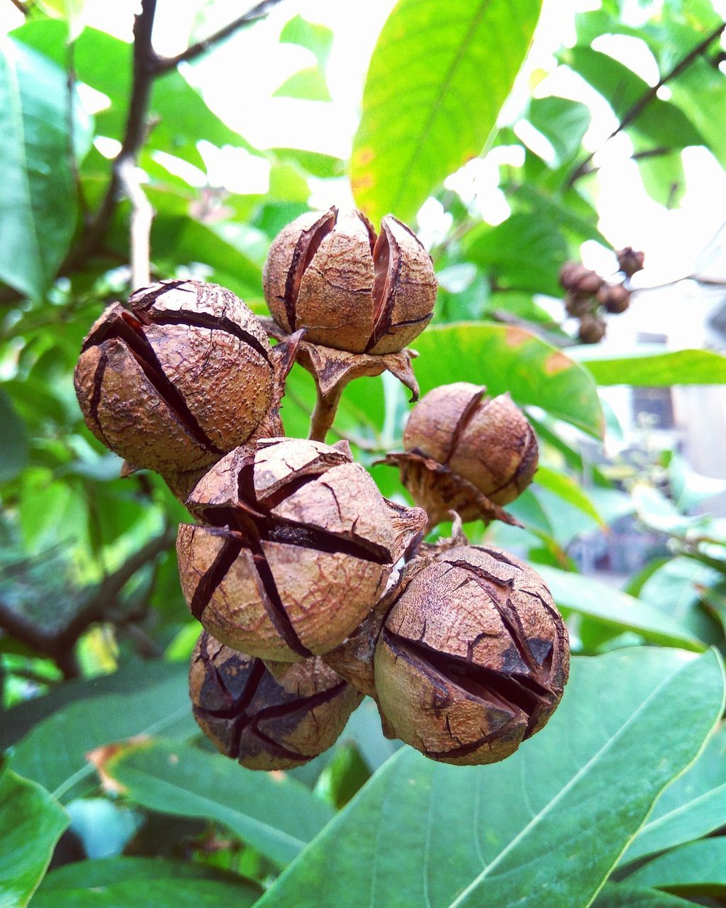 CLOSE-UP OF LEAVES ON TREE TRUNK