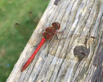 Close-up of insect perching on wood