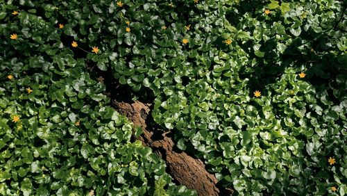 Close-up of plants