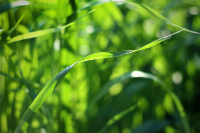 Close-up of grass