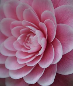 Full frame shot of pink flower