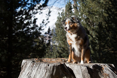 Dog on tree stump in the forest