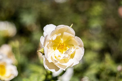 Close-up of white rose flower