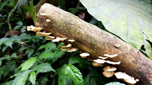 Close-up of mushrooms growing on tree