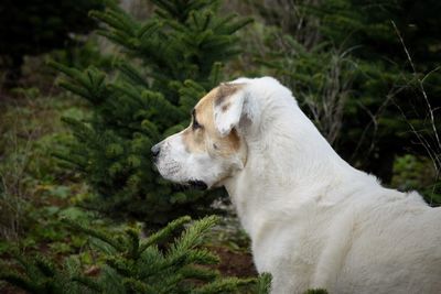 Close-up of dog