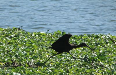 Bird perching on tree by lake