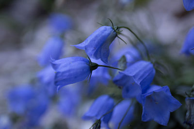 Close-up of purple flowers blooming outdoors