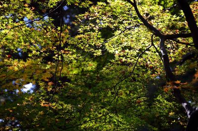 Trees in forest