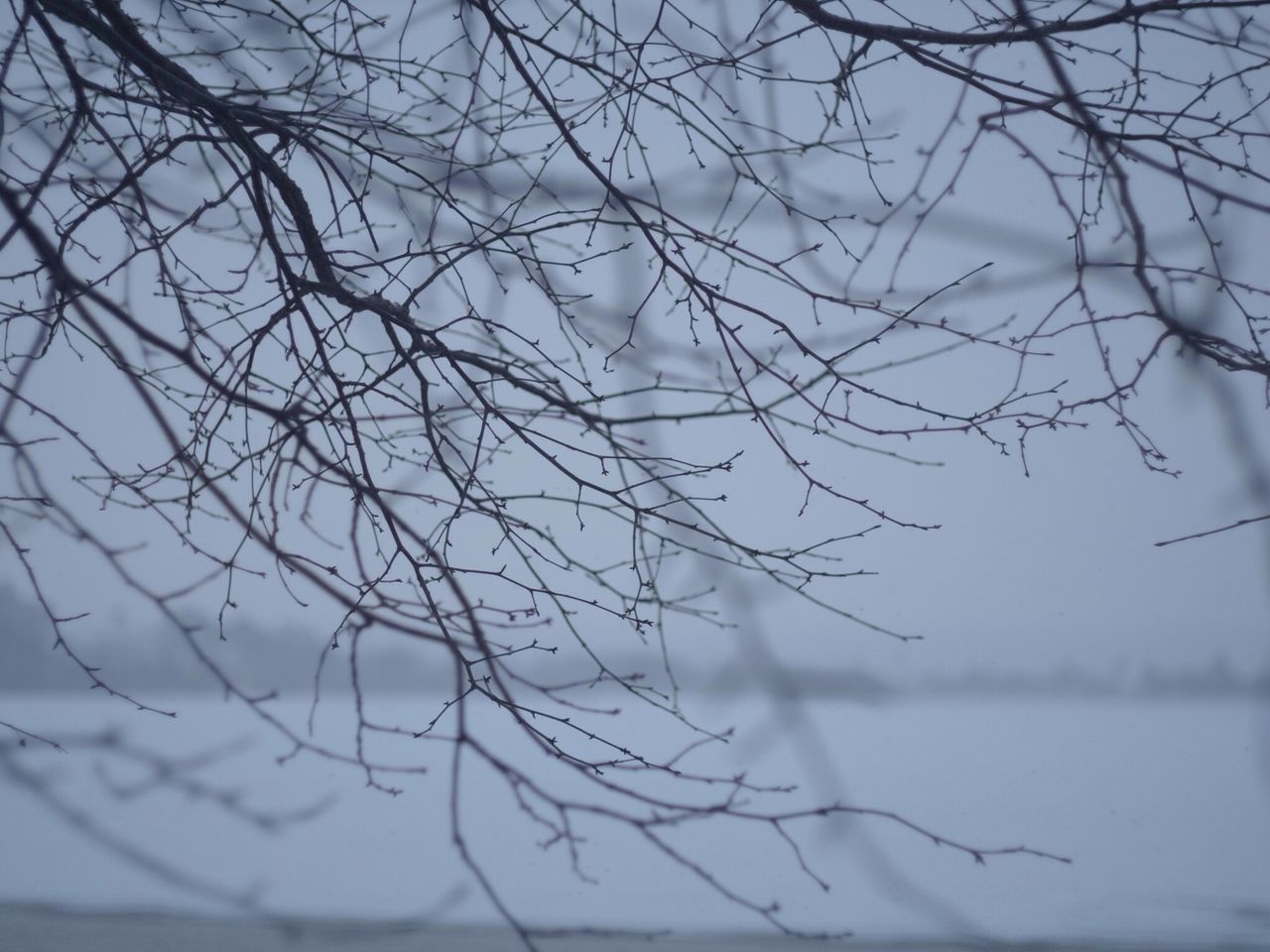 bare tree, branch, tree, winter, sky, cold temperature, nature, tranquility, season, snow, low angle view, weather, beauty in nature, twig, focus on foreground, outdoors, frozen, day, no people, scenics