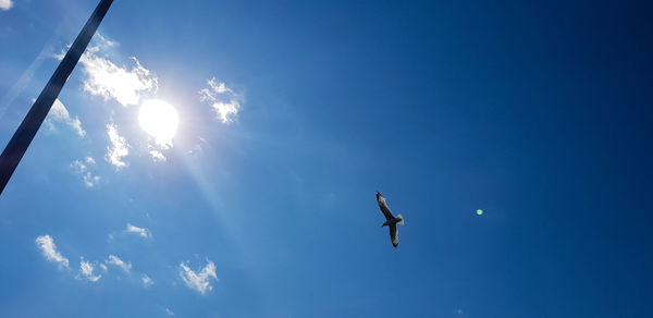 Low angle view of bird flying in sky