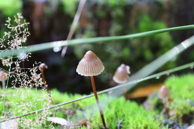 Close-up of grass growing outdoors