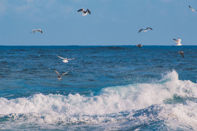 Seagulls flying over sea