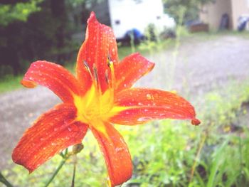 Close-up of red flowers blooming in park