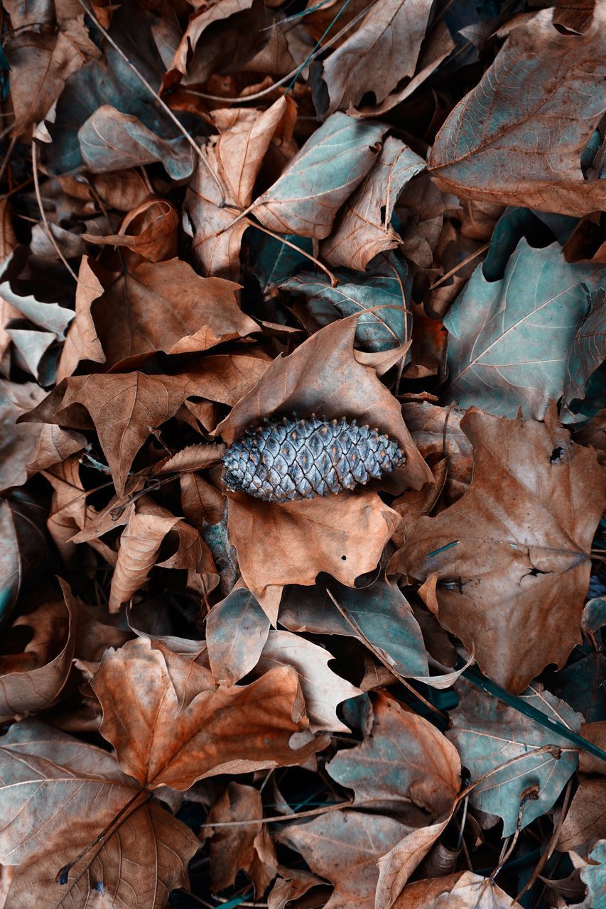 FULL FRAME SHOT OF DRIED AUTUMN LEAVES ON FIELD