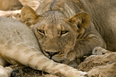 Close-up portrait of a resting lion