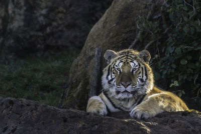 View of a cat on rock