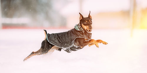 Close-up of dog