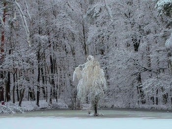 Frozen trees in forest during winter