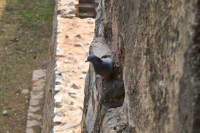 Close-up of bird perching on tree trunk