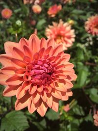 Close-up of red flower