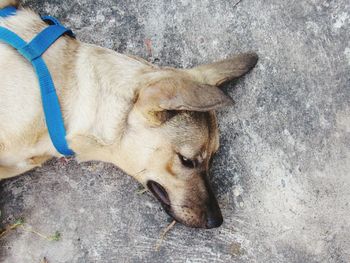 High angle view of dog lying down