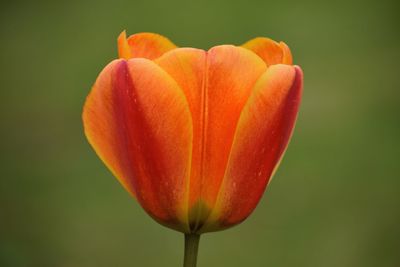 Close-up of orange tulip