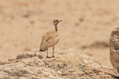 Bird on rock