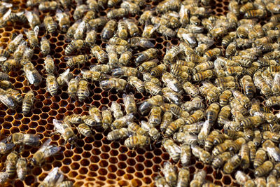 Close-up of bees