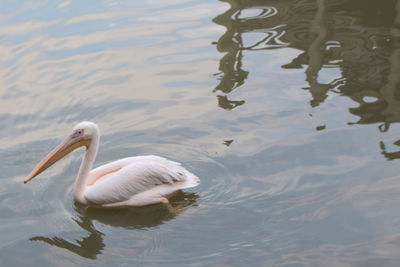 High angle view of duck swimming in lake