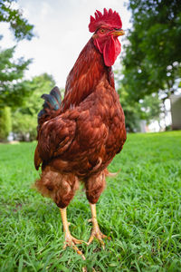 Close up of a free range rhode island red rooster on a small farm