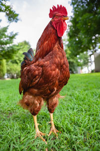 Close-up of rooster on field