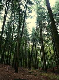 Low angle view of bamboo trees in forest