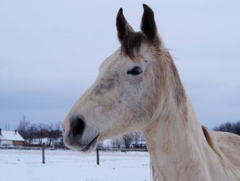 Close-up of horse on snow field against sky