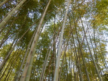 Low angle view of bamboo trees in forest