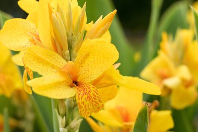 Close-up of yellow flowers