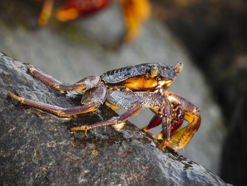 Close-up of insect on rock