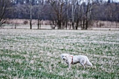 Portrait of dog running on field