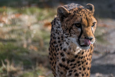 Close-up of a cat looking away