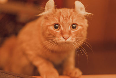 Close-up of cat looking away