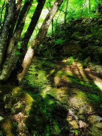 Scenic view of forest