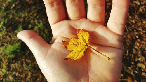 Close-up of dry leaves