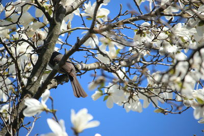 Low angle view of cherry blossoms in spring