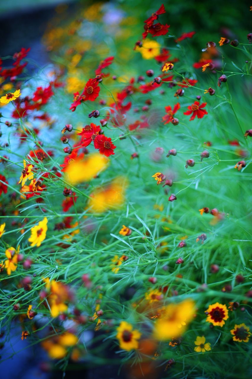 flower, growth, fragility, beauty in nature, plant, freshness, nature, leaf, field, petal, blooming, yellow, selective focus, green color, multi colored, abundance, close-up, flower head, outdoors, tranquility