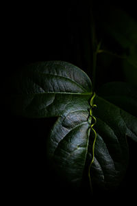 Close-up of green leaves over black background