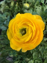 Close-up of yellow rose blooming outdoors