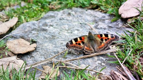 High angle view of butterfly on field