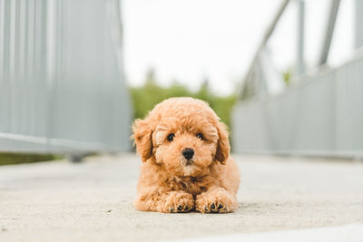 Portrait of a dog