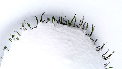 Close-up of plant against white background