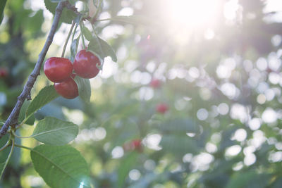 Close-up of berries growing on tree